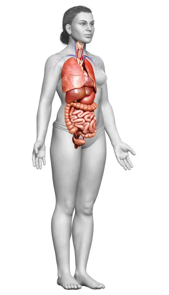 Оказана Медицинская Точная Иллюстрация Женских Внутренних Органов — стоковое фото