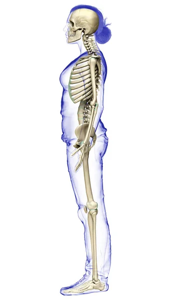 Weergegeven Medisch Nauwkeurige Illustratie Van Een Vrouwelijk Skelet Systeem — Stockfoto