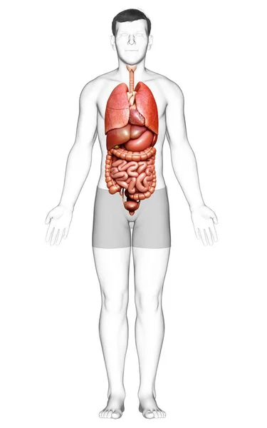 Gjorde Medicinskt Korrekt Illustration Manliga Inre Organ — Stockfoto