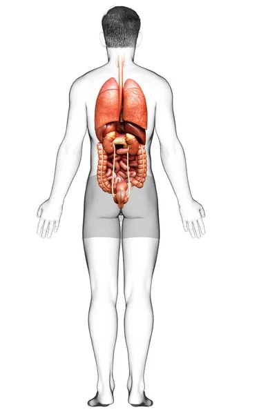 3Dは男性の医療的に正確なイラストをレンダリング 内部器官 — ストック写真