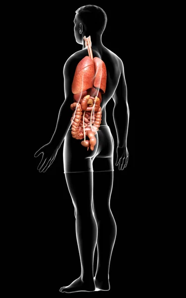 Оказана Медицинская Точная Иллюстрация Мужских Внутренних Органов — стоковое фото