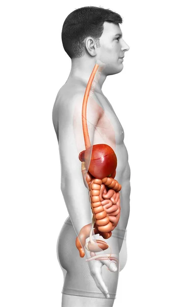 Rendu Illustration Médicalement Exacte Syste Digestif Masculin — Photo