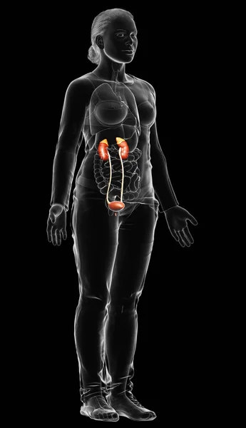 Üretilmiş Tıbben Kadın Böbreklerinin Doğru Bir Örneği — Stok fotoğraf