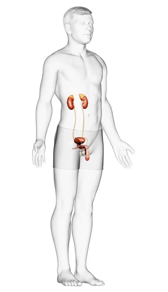 Renderizado Ilustração Medicamente Precisa Dos Rins — Fotografia de Stock