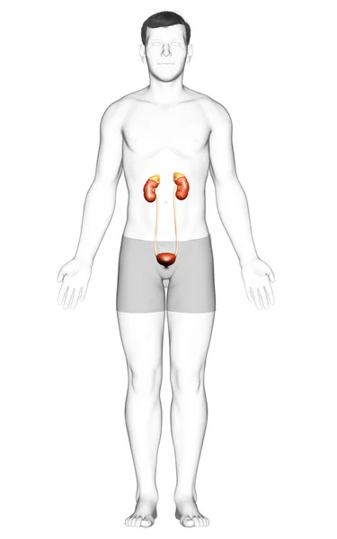 Rendered Medically Accurate Illustration Kidneys — Stock Photo, Image