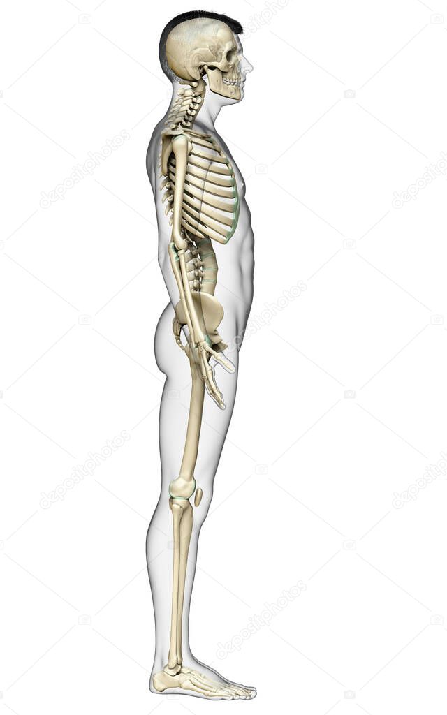 3d rendered, medically accurate illustration of a male skeleton system