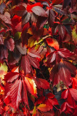 fotoğraf kırmızı sonbahar yaprak