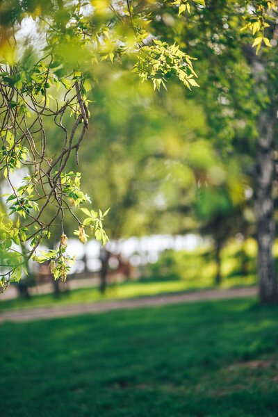  Зеленые листья в парке