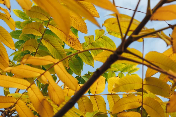 gökyüzünde sarı sonbahar yaprakları fotoğrafı