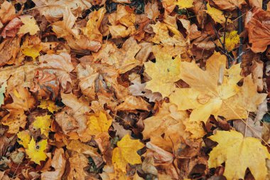 Kuru sonbahar yaprakları yerde.