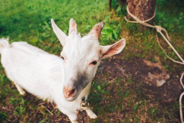 sokakta otlatma komik yerli keçi