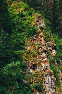 bitki örtüsü ile kaplı kaya