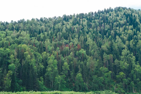 hillside ağaçlarıyla kaplı
