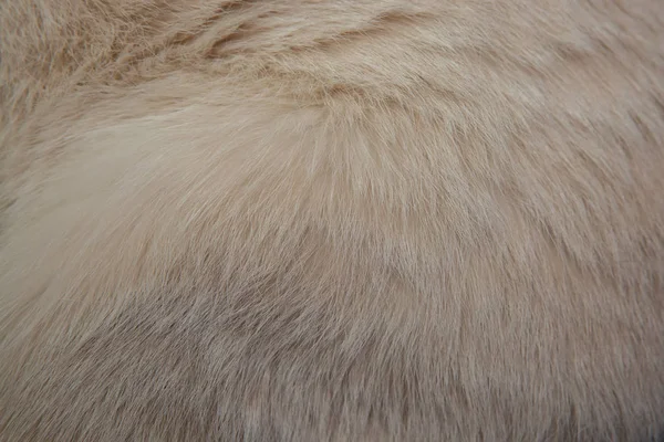 Cat hair,cat hair