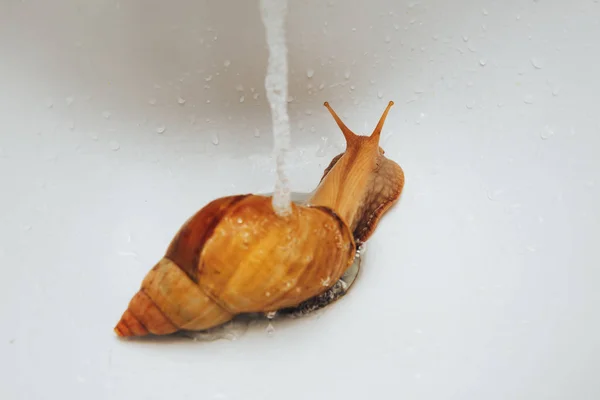 Snail takes a shower. Splashes and water drops.