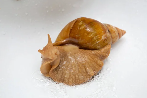 Funny Giant African Snail Achatina — Stock Photo, Image