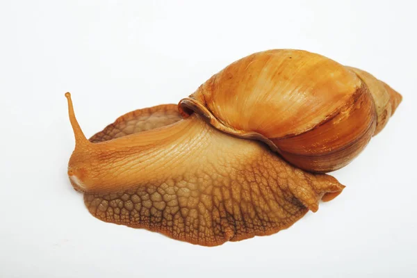 在白色背景查出的大蜗牛 Achatina Fulica — 图库照片