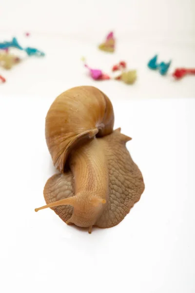 Funny Giant African Snail Achatina — Stock Photo, Image