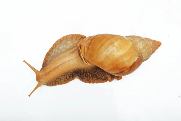 Large Snail Isolated White Background Achatina Fulica — Stock Photo, Image