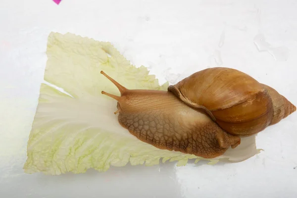 양배추 달팽이 — 스톡 사진