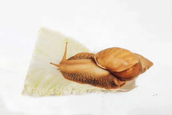 양배추 달팽이 — 스톡 사진