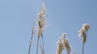  Mavi gökyüzü altında Park Kuru Çim sways.