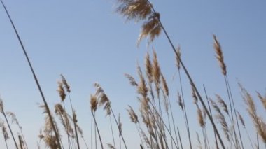  Mavi gökyüzü altında Park Kuru Çim sways.