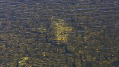 su yüzeyi arka plan, su üzerinde parıltılar, dalgalar ve güneş ışığı parıltıları