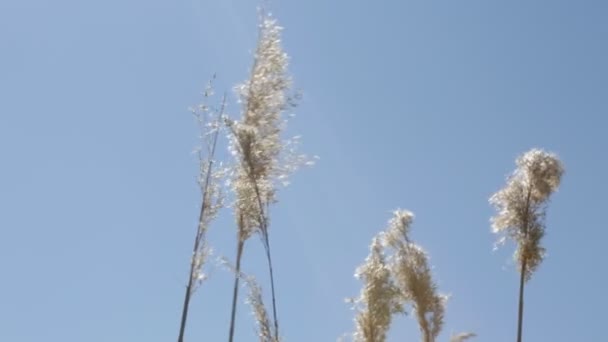 Trockenes Gras Wiegt Sich Park Unter Blauem Himmel — Stockvideo