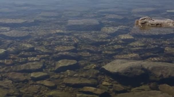 ロッキービーチのクローズアップ 水は石を洗う — ストック動画