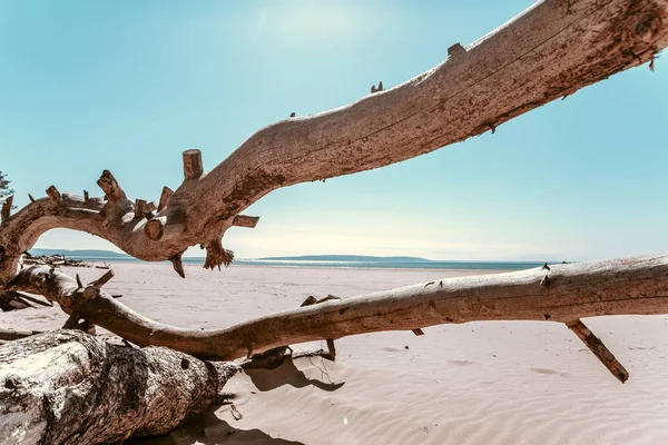 Zaloguj Się Plaży Snag Drzewo — Zdjęcie stockowe