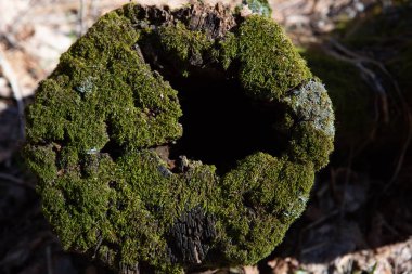  ahşap kütük üzerinde yeşil yosun