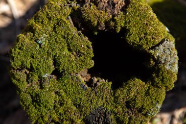  ahşap kütük üzerinde yeşil yosun