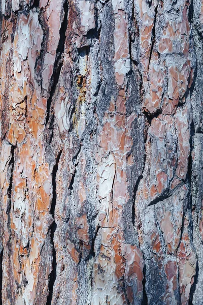 Textura Corteza Del Árbol Pino Contexto — Foto de Stock