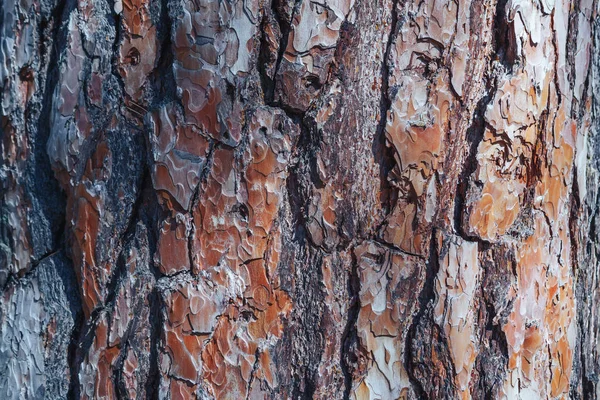 Texture Tree Bark Pine Background — Stock Photo, Image