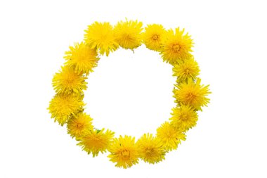 Beyaz arka planda sarı çiçekler, çiçek açan karahindiba.