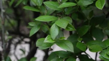 Genç bahar yaprakları rüzgarda sallanıyor.