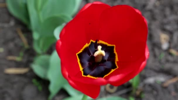 Velký Červený Květ Bud Close Tulipán — Stock video
