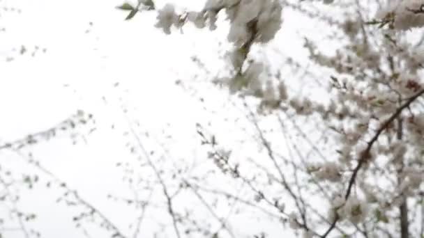 Квітучі Дерева Саду Весна Плоди Квітів Квітуча Вишня Сливова Яблуня — стокове відео
