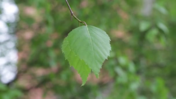 Hojas Jóvenes Primavera Balanceándose Viento — Vídeos de Stock