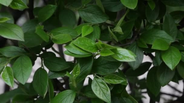 Young Spring Leaves Swaying Wind — Stock Video