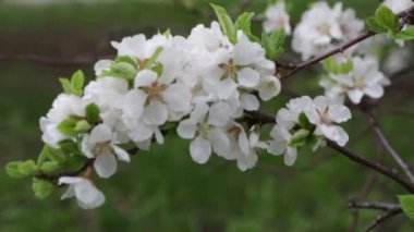 Çiçekli Ağaçlar Bahçe Bahar Meyve Çiçekler, Çiçeklenme kiraz Erik Elma Şeftali, rüzgarçiçekleri
