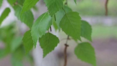 Genç bahar yaprakları rüzgarda sallanıyor.