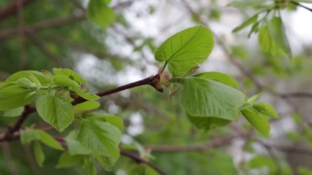 Young Spring Leaves Swaying Wind — Stock Video