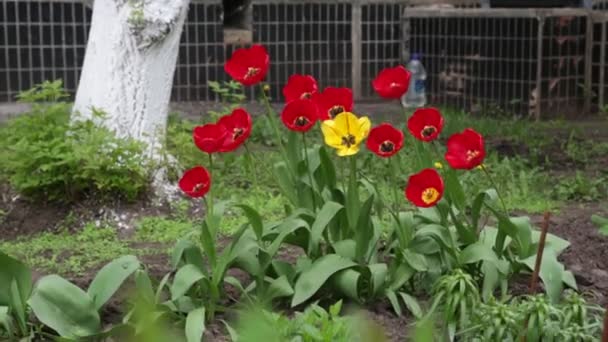 Красиві Квіти Ширяють Вітрі Садові Тюльпани — стокове відео