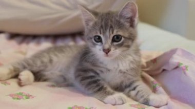  küçük kedi köpek korkuyordu