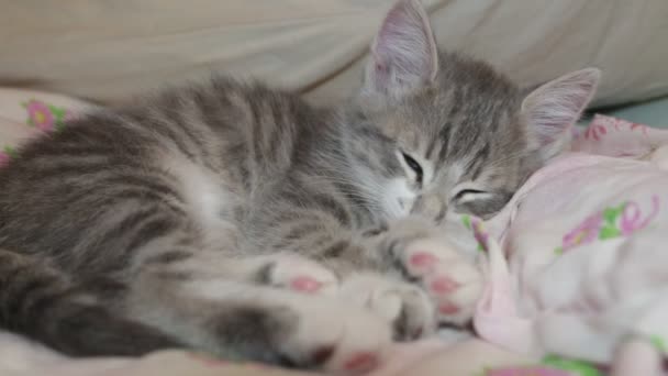 Küçük Kedi Yavrusu Yatakta Uyku — Stok video