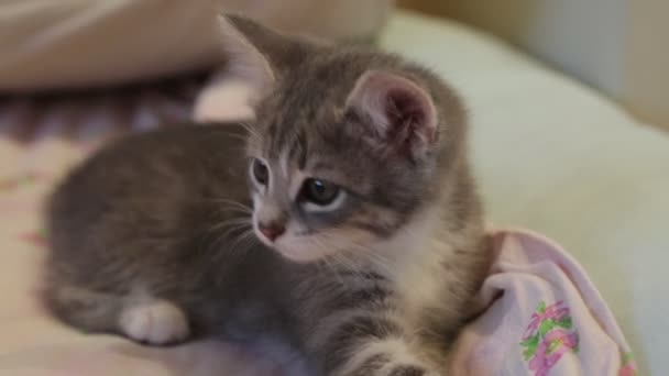 Grappig Klein Nieuwsgierig Kitten Rondkijken — Stockvideo