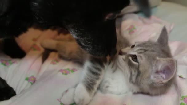 Een Kleine Kitten Siseert Bij Een Hond — Stockvideo