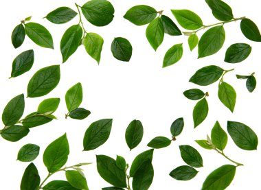 beyaz zemin üzerine yeşil yaprakları çerçeve. düz lay.